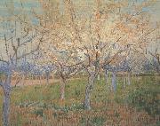 Vincent Van Gogh Orchard with Blossoming Apricot Trees (nn04)_ Sweden oil painting reproduction